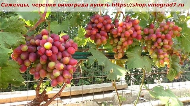 25 июля и моя любимица- Румейка, созревает, окрашивается... красавица моя.