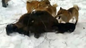 ОХОТА НА КАБАНА СОБАКАМИ
