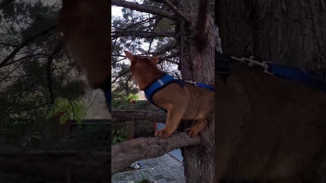 Кот Сармат на прогулке. Ростов-на-Дону. смотреть онлайн