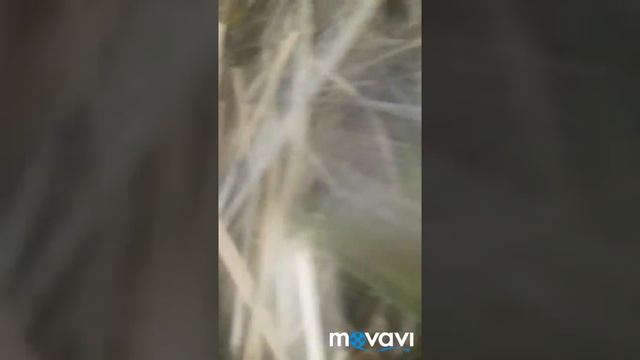 ? Ведро рыбы за 2 часа , ловим руками, как ловить? смотреть онлайн