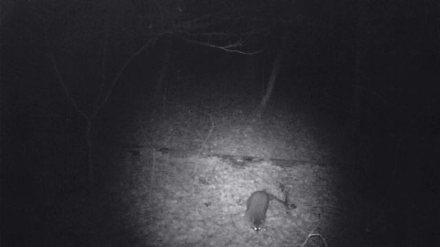 Оставил фотоловушку на 3 месяца в Горячем ключе смотреть онлайн