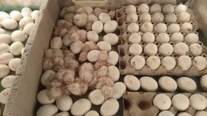 Вылупление цыплят и закладка "старых" яиц или лучше их скушать? Посмотрим...