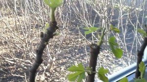 Саженцы инжира. полив, земля, размер - инжиру все равно)