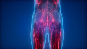 Матрица Гаряева. Кровеносные сосуды