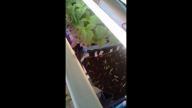 Подсветка. Светодиодная подсветка. Фито подсветка. Какую выбрать. Какая подсветка для рассады лучше смотреть онлайн