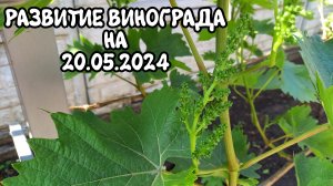 Развитие винограда на 20.05.2024 - Донбасс 🇷🇺