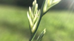 Плевел многолетний. Макросъёмка 15х