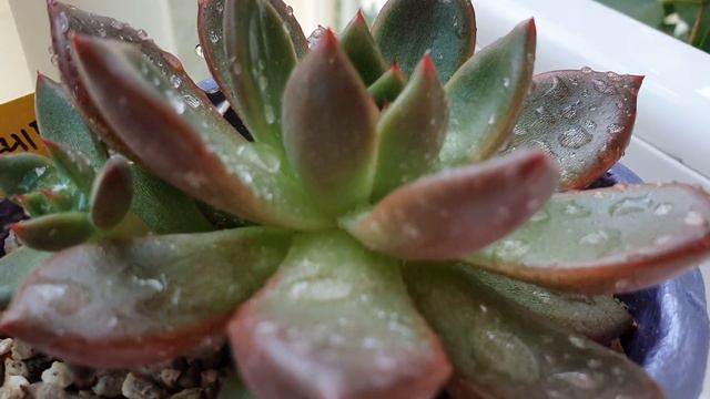 🥰😀#비경젤리🤩~^^ #레드와인 #succulentplants #구독과좋아요 #럭키네베란다 #다육앤해피#다육이 смотреть онлайн