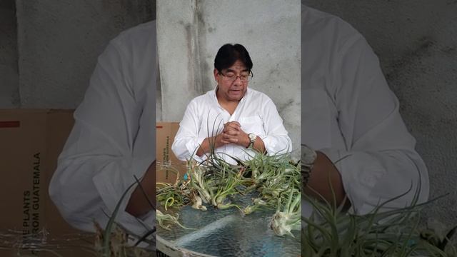 Caput Medusae variegado (Jerónimo Lancerio) смотреть онлайн