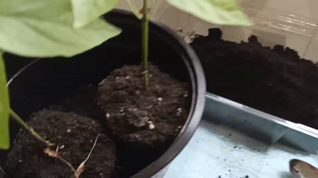 Больше НИКОГДА в жизни не куплю торфяные горшки!!
