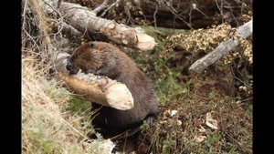 Окружающий мир 4 класс ч.1, тема урока "По страницам Красной книги", с.114-117, Перспектива.