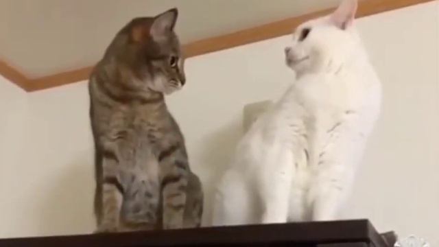 Эти глаза напротив #коты #глаза #взгляд смотреть онлайн