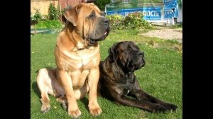 Бурбуль Описание породы