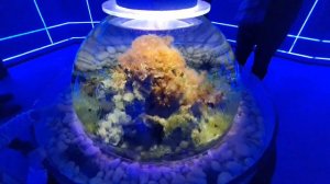 Новосибирский дельфинарий и океанариум