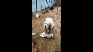 Turkey mating#Спаривание Индейки#subscribe#videoshow
