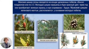 Биология, 10-й класс, Царство Растений. Отдел Голосеменные. Отличительные черты и особенности