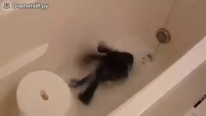 Смешно домашний ворон)