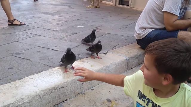 Как Начать Кормить Голубей в ВЕНЕЦИИ! Автопутешествие Украина Италия 29/07/2018. смотреть онлайн