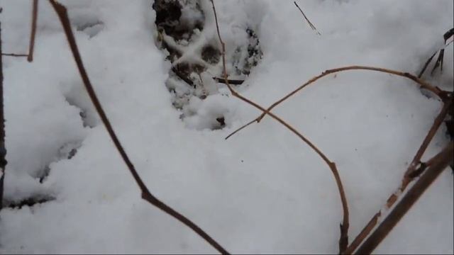 Осенние опята в декабре .