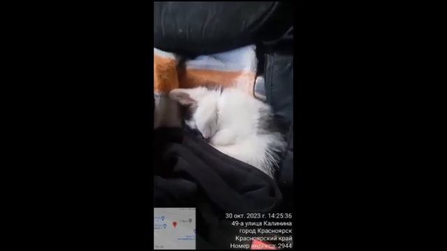 В Красноярске экипаж мусоровоза спас от гибели котёнка смотреть онлайн