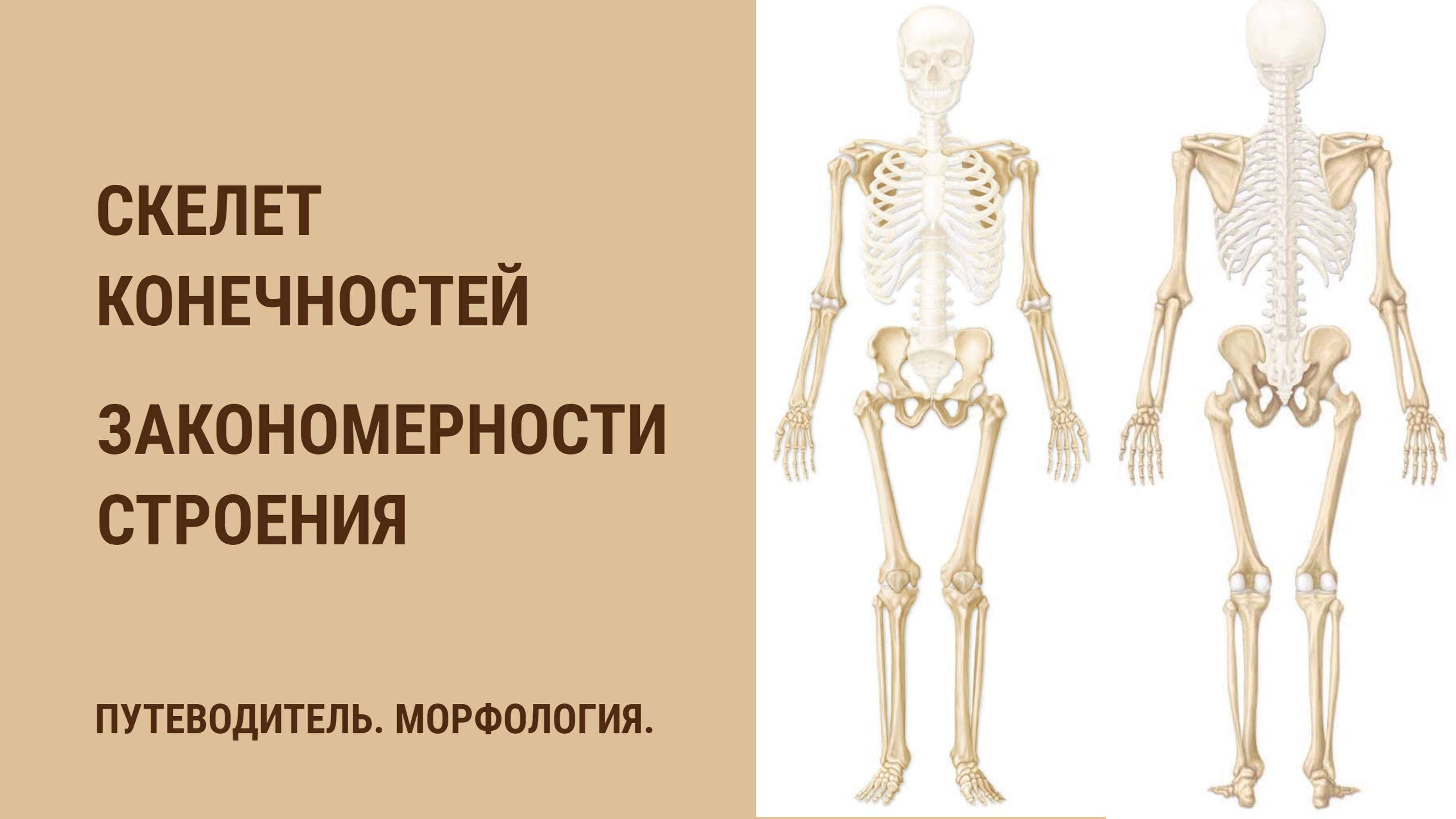 Скелет конечностей. Закономерности строения скелета конечностей.