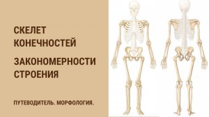 Скелет конечностей. Закономерности строения скелета конечностей.