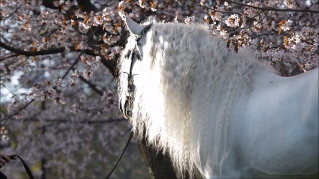 Emmy Eriksson Photography - Behind The Scenes in Cherry Blossom HD смотреть онлайн