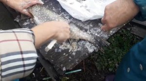 Как удобно чистить щуку