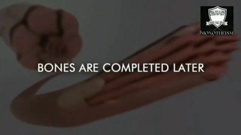 Ответ "Научные ошибки Коране... эмбриология.