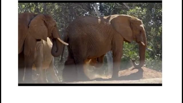 Поведение животных биология 7 класс Московенко М И смотреть онлайн