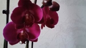 ЧТО СДЕЛАТЬ, ЧТОБЫ ОРХИДЕЯ ЗАЦВЕЛА? ЦИТОКИНИНОВАЯ ПАСТА - КАК ИСПОЛЬЗОВАТЬ?