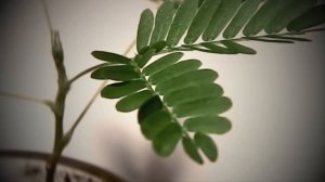 10 ПОРАЗИТЕЛЬНЫХ РАСТЕНИЙ С НЕВЕРОЯТНЫМИ СПОСОБНОСТЯМИ