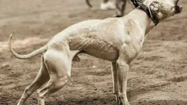 APBT (american Pitbull Terrier) Game Dog
