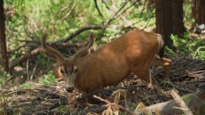 Национальный парк Секвойя в США, гигантские секвойи