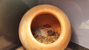 Линька гемитеконикса (толстохвостый геккон) Hemitheconyx caudicinctus