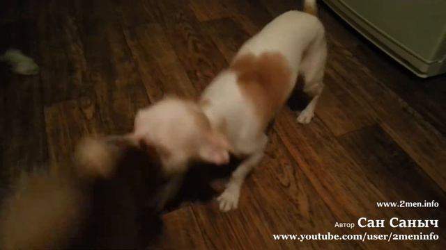 Как Купер обычно любит играть, чтобы у него отнимали игрушку смотреть онлайн