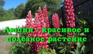 Люпин