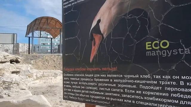 Плакат с описанием лебедя-кликуна у Каспийского моря смотреть онлайн