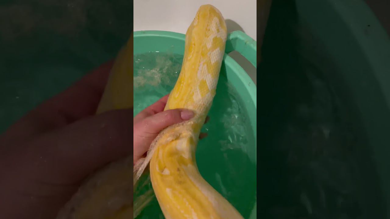 Змеиный чулёк