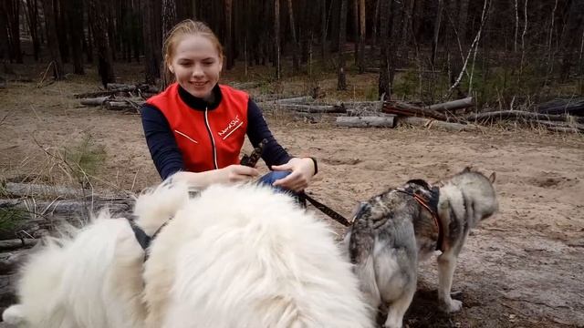 Самоед (самоедская лайка). Хаски. Кого купить?