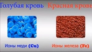 КРОВЬ - Жидкость, несущая жизнь
