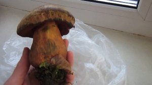 Узнаем гриб вместе. Сатанинский (Boletus satanas) или Дубовик оливково-бурый (Boletus luridus)???