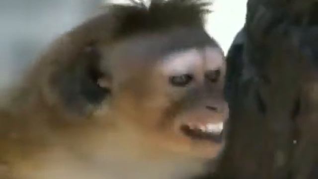 В мире животных 7 ))смешной комментатор ))n fauna)) ridiculous commentator)) смотреть онлайн