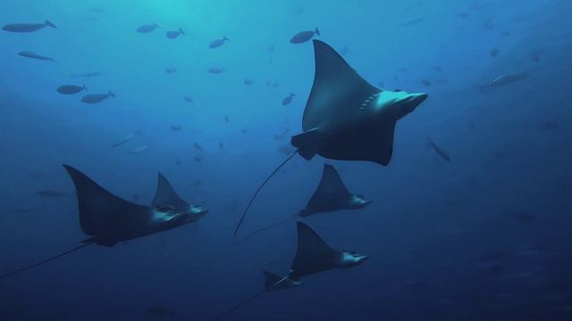 Eagle Rays .Diving in the Maldives. South Male' Atoll. Kandooma Thila