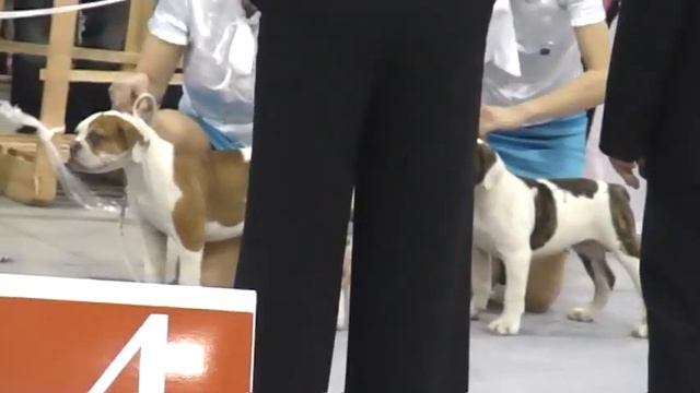 американский бульдог чемпионат 2010 бебики сравнение смотреть онлайн