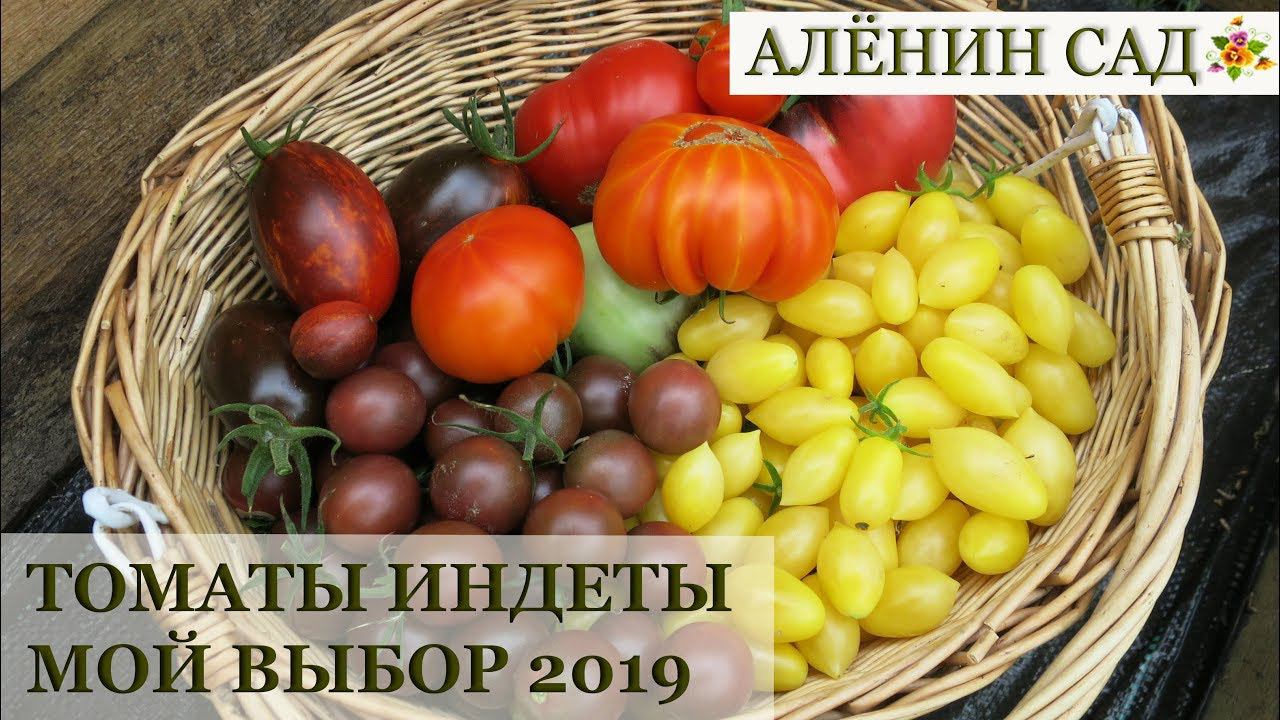 ТОМАТЫ 2019 САМЫЕ вкусные красивые и необычные! / Мой выбор