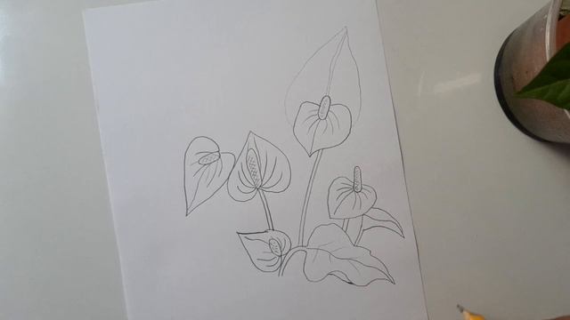 How to draw Flamingo Plants (anthurium) смотреть онлайн