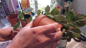 Махровый БАЛЬЗАМИН или ВАНЬКА МОКРЫЙ из семян, перевалка