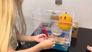 Заселяем нового питомца🏠. У Фанты 🐹 новоселье. Хомяк Роборовского.