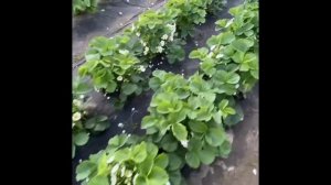 Клубника ДУКАТ весна ???